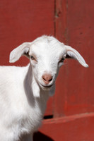 Farm Animals