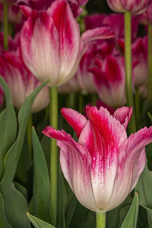 Longwood_2_2022-149