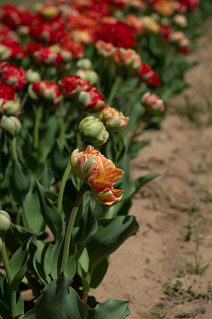 Dalton_Farm_1_2022-156