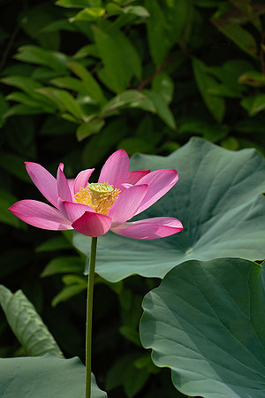 Longwood_3_2021-213