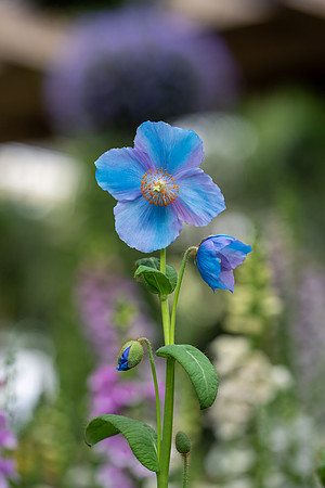 Longwood_Blue_Poppies_2022-065
