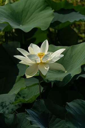 Longwood_2_2020-073