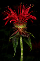 Tyler_Arboretum_4_2022-090