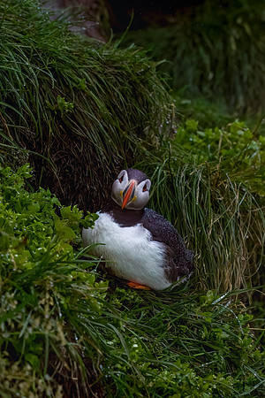 Iceland_2_2022-191