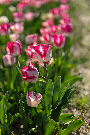 Dalton_Farm_1_2022-044