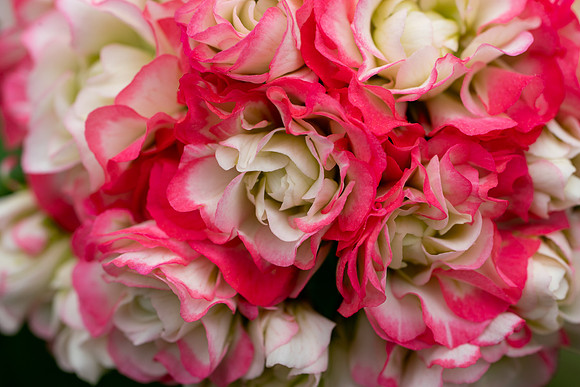Hortulus_Farm_2_2020-937