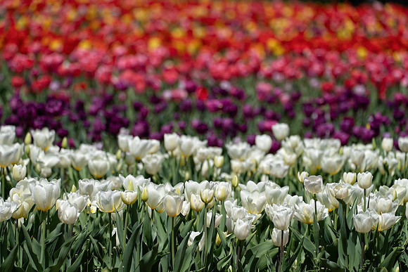 Dalton_Farm_Tulips_2020-149