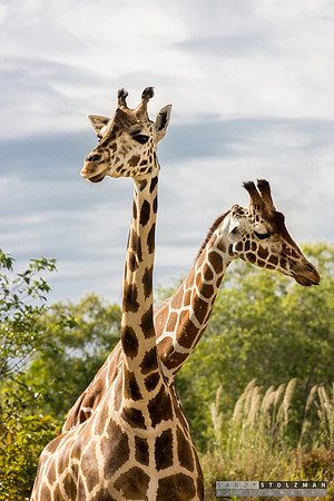 Two Giraffes