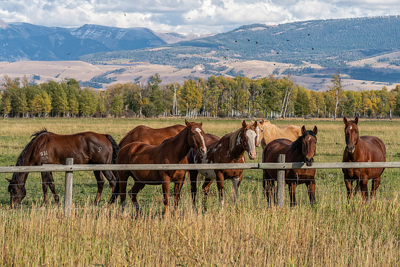 Jackson Hole, WY