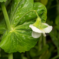 Tyler_Arboretum_3_2022-040