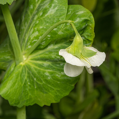 Tyler_Arboretum_3_2022-040