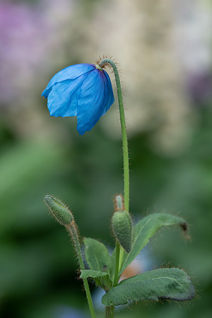 Longwood_Blue_Poppies_2022-032