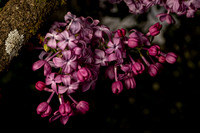 Tyler_Arboretum_1_2022-037