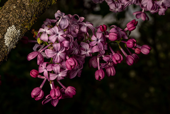 Tyler_Arboretum_1_2022-037