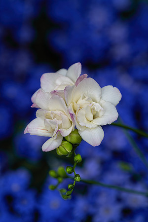 Longwood_Blue_Poppies_2022-082