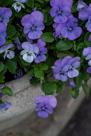 Longwood_1_2021-394