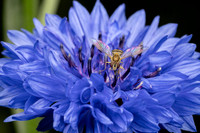 Chanticleer_5_2022-150