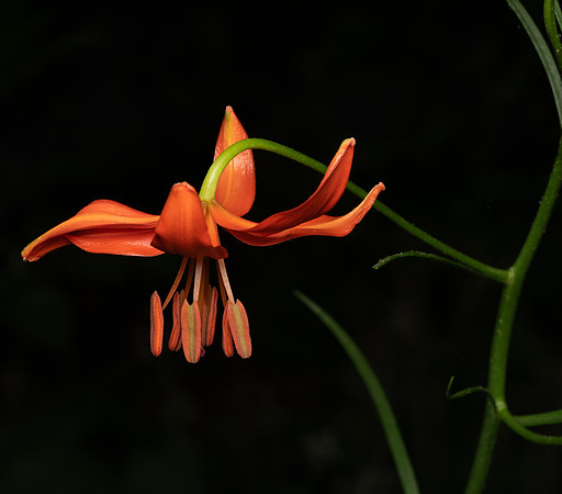 Chanticleer_5_2022-098