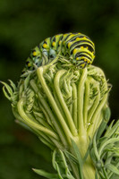Chanticleer_6_2022-150