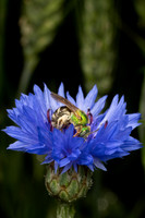 Chanticleer_5_2022-145