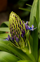 Chanticleer_4_2022-258