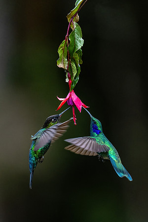 Costa_Rica_10_2022-589