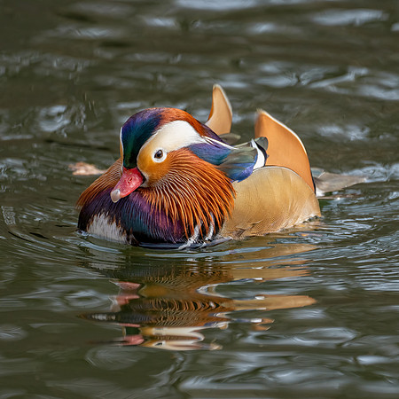 Mandarin_Duck_A1_2021