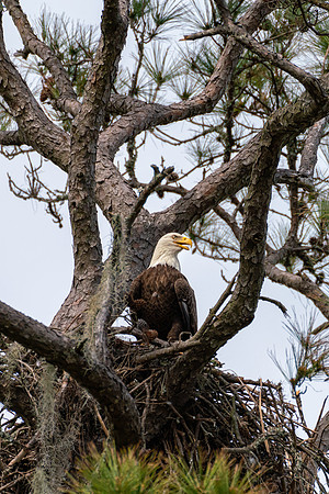 Crooked_Oaks_2020-839