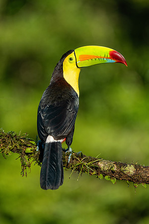 Costa_Rica_7_2022-129