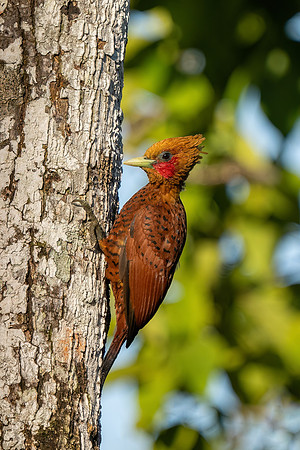 Costa_Rica_7_2022-70
