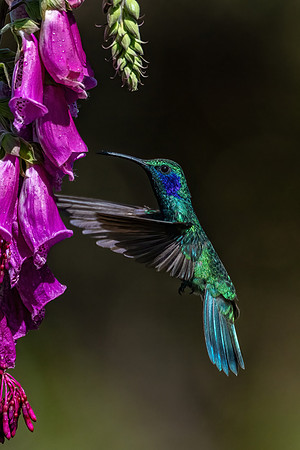 Costa_Rica_10_2022-291