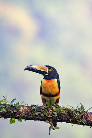 Costa_Rica_7_2022