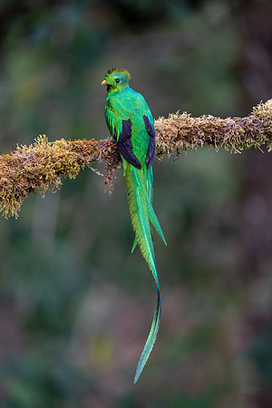 Costa_Rica_11_2022-262
