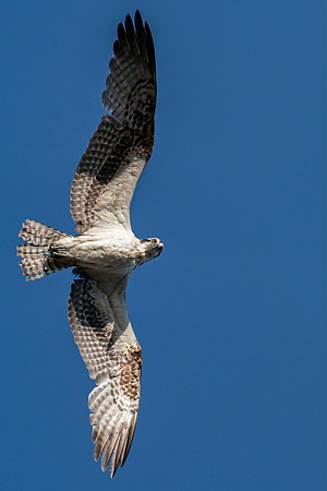 812_Treeloft_Trace_2020-114