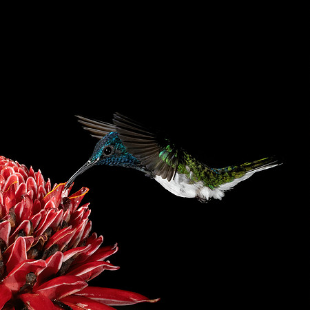 Costa_Rica_6_2022-258