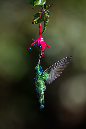 Costa_Rica_10_2022-111