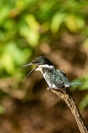 Costa_Rica_2_2022-242