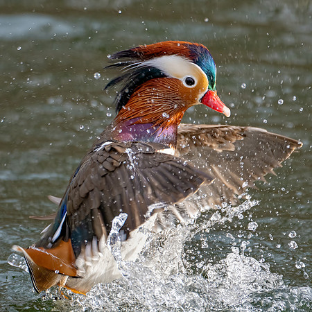 Mandarin_Duck_A1_2021-112