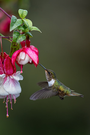 Costa_Rica_10_2022-446