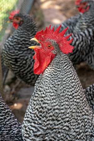 Howell_Living_Farm_2020-1487