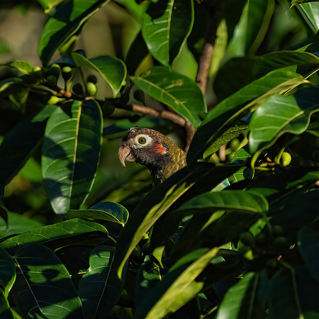Costa_Rica_7_2022-173