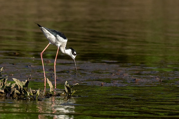 Costa_Rica_3_2022-625