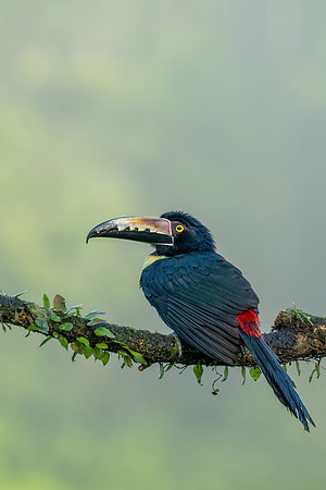 Costa_Rica_7_2022-27