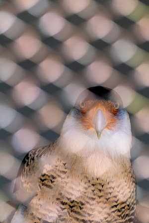 Birds_of_Prey_CTR_2020-401