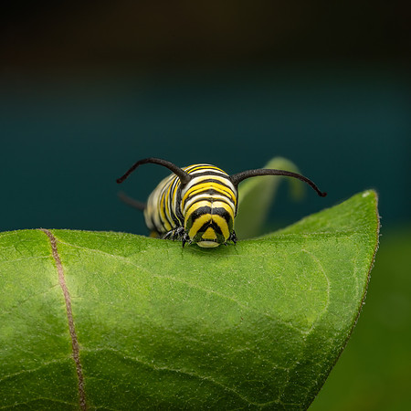 Tyler_Arboretum_4_2022