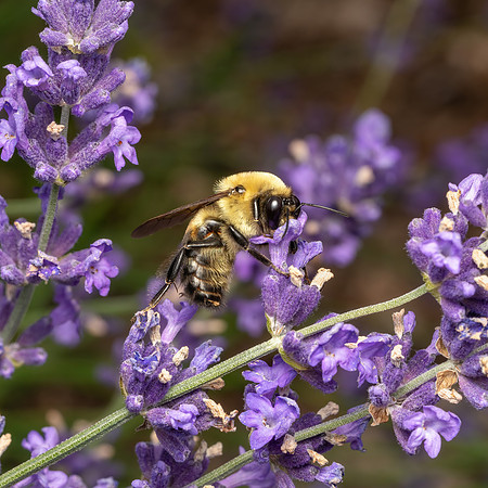 Tyler_Arboretum_4_2022-168