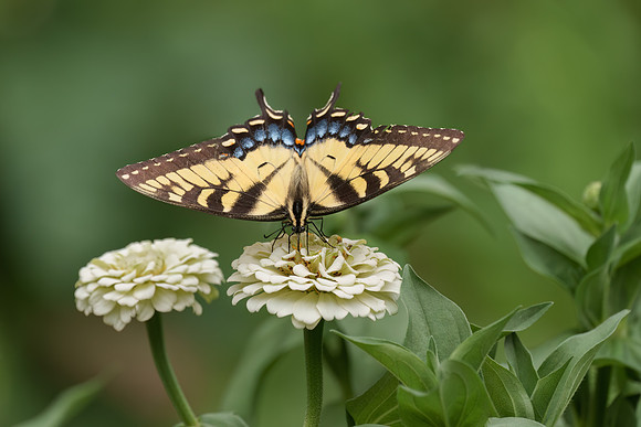 Tyler_Arboretum_6_2022