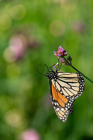 Rushton Woods Preserve_2021-226