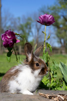 Rose_Bridge_Farm_1_2022-461