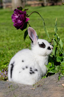 Rose_Bridge_Farm_1_2022-100